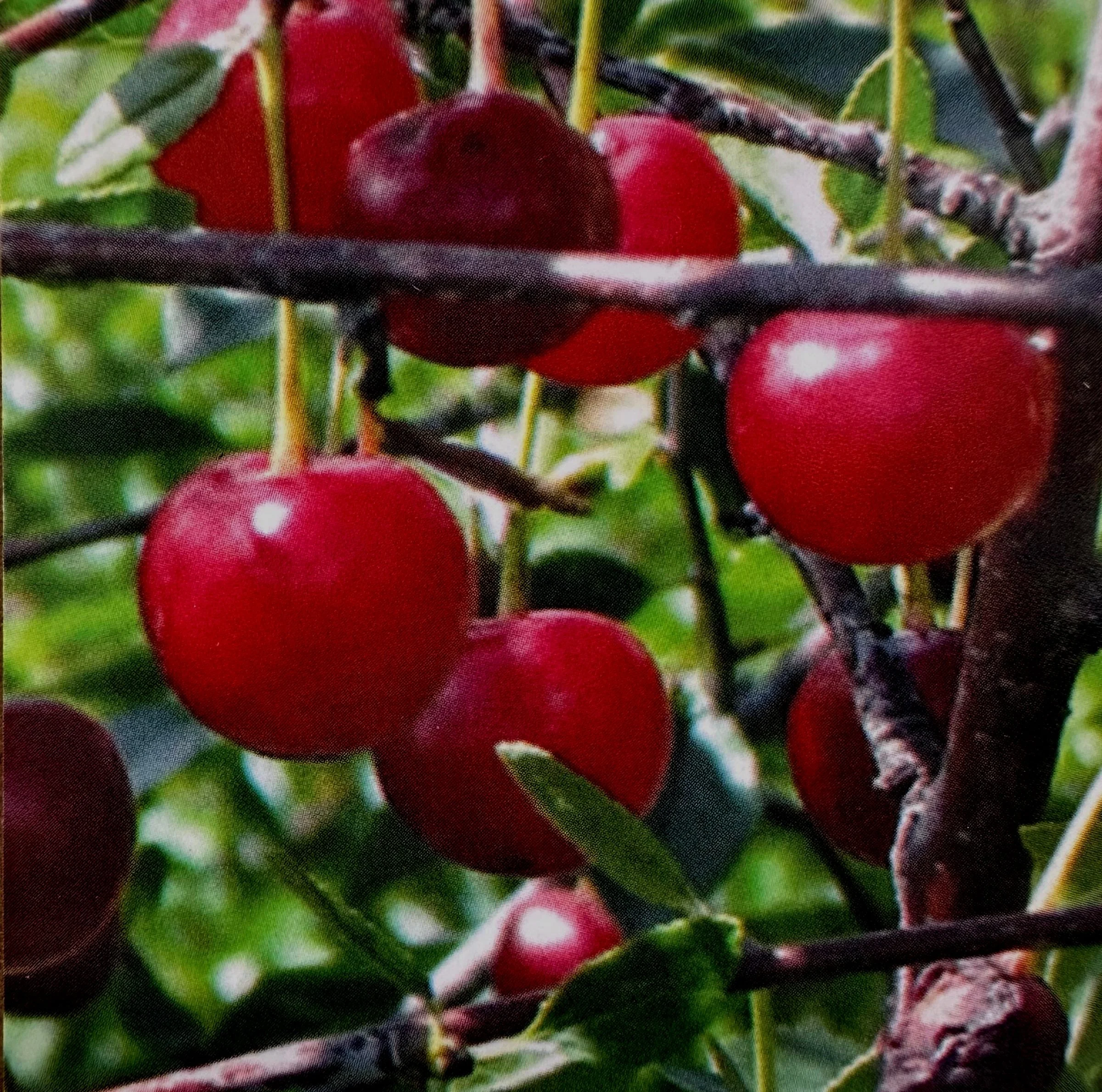 Cherry Trees — Sunnyside Nursery